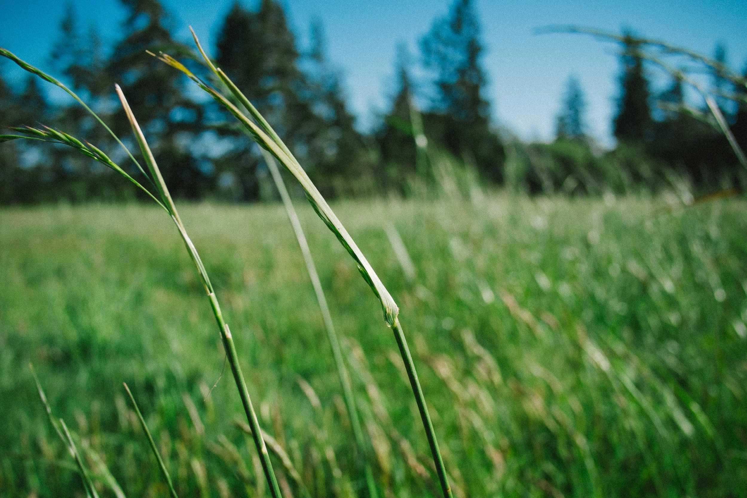 Joie & Gratitude — les vertus de célébrer